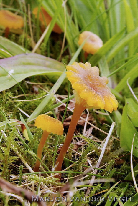 Trechterwasplaat - Hygrocybe cantharellus